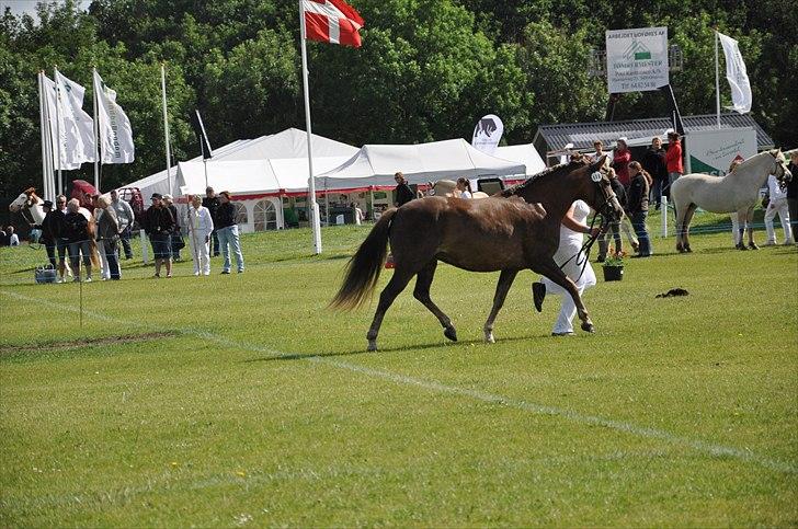 New Forest Viktoria - Det fynske dyrskue 2011 billede 5