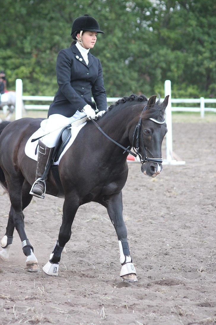 New Forest Vognmandsgårdens Bambi billede 20