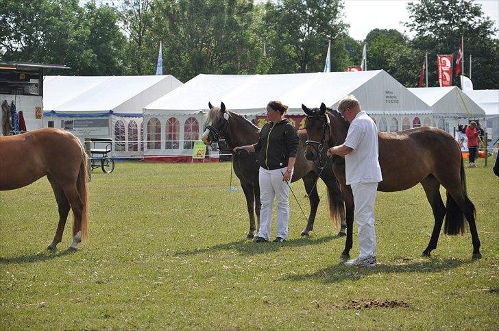 New Forest Viktoria - Det fynske dyrskue 2011 billede 6