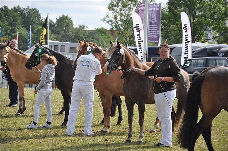 New Forest Viktoria - Det fynske dyrskue 2011 billede 2