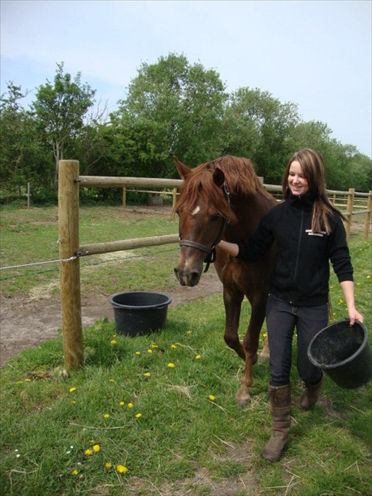 Welsh Pony (sec B) Eilunds Spartan  billede 17