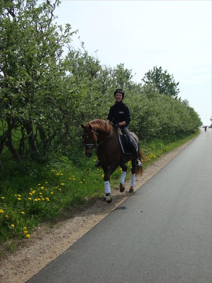 Welsh Pony (sec B) Eilunds Spartan  billede 18