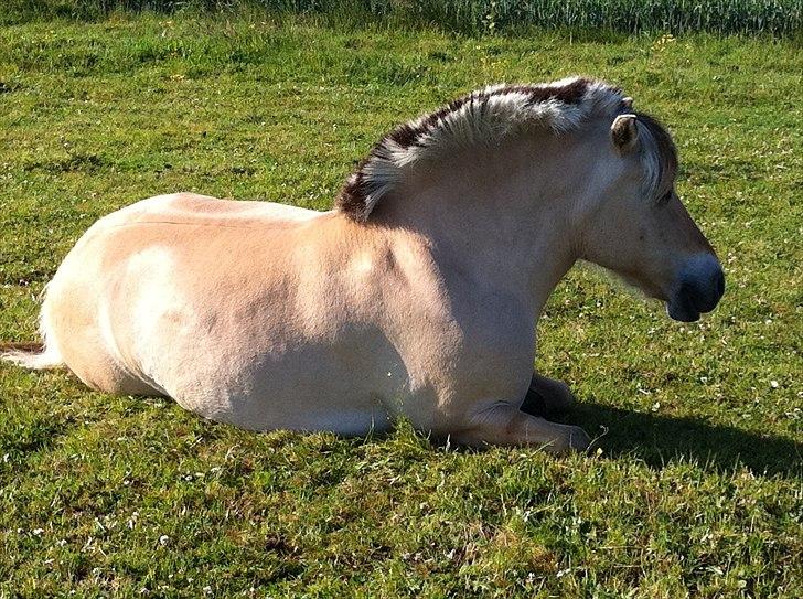 Fjordhest Rosendals Molly billede 2