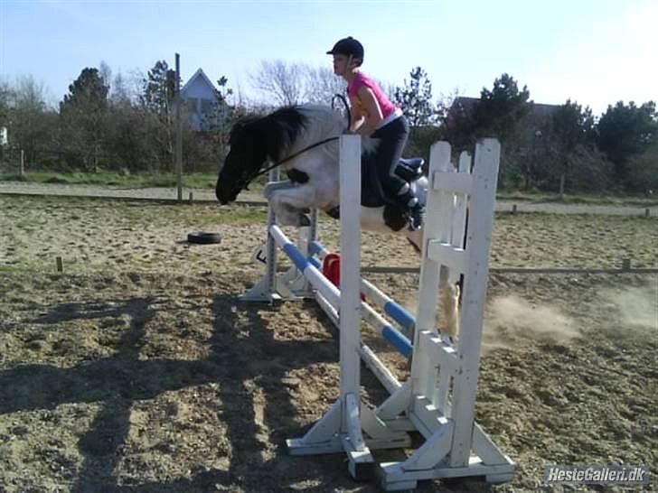 Islænder Hufa fra Gangsted R.I.P - Hufa var en konon springer og sprang baner i 100 cm (MB) og vores rekord var 120 cm ;-D billede 17