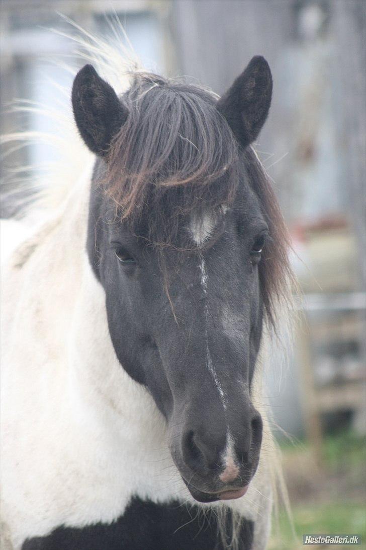 Islænder Hufa fra Gangsted R.I.P - Hufa´s kønne hovede <3 billede 18