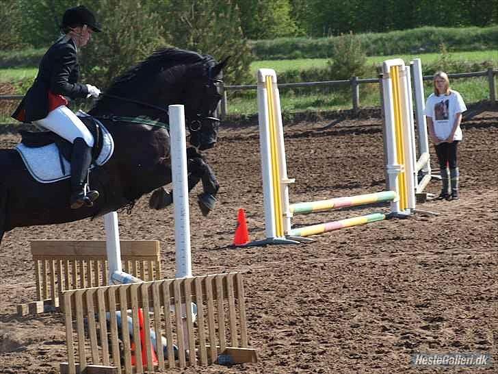 Dansk Varmblod Krogårdens Hard To Make - Første gang til spring stævne. - Ved godt jeg ikke får sluppet ham. billede 13