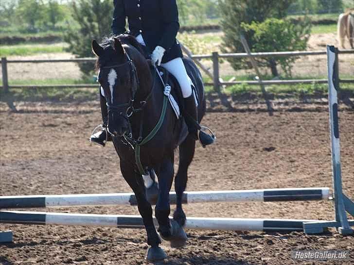 Dansk Varmblod Krogårdens Hard To Make - Til hans første springstævne billede 14