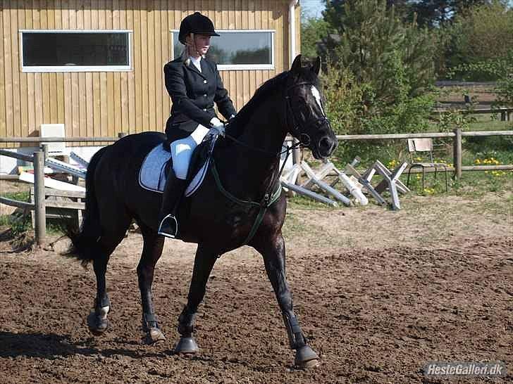 Dansk Varmblod Krogårdens Hard To Make - på vej ind på banen billede 15