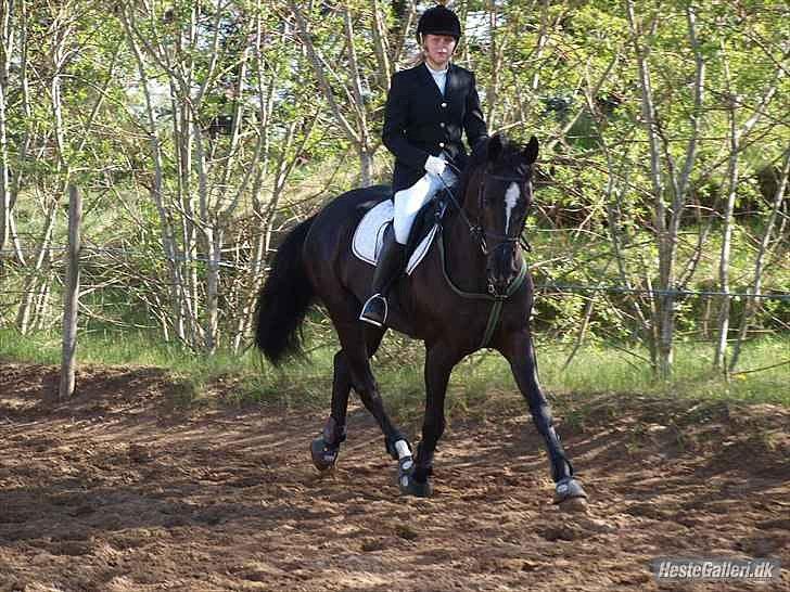 Dansk Varmblod Krogårdens Hard To Make - opvarmingsbanen billede 16