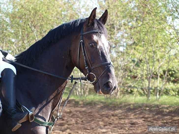 Dansk Varmblod Krogårdens Hard To Make - hans dejlige hovede. billede 17