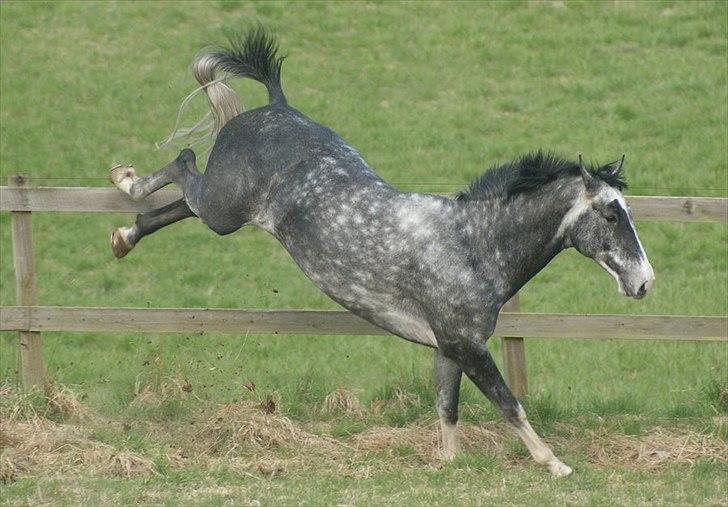 Zangersheide Pokerface Z billede 12