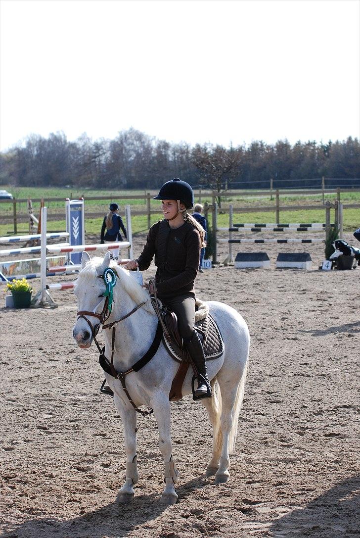 Welsh Partbred (Sec F) Emdegårdens Herculessolgt - hercules og jeg modtager vores 3 plads. billede 11