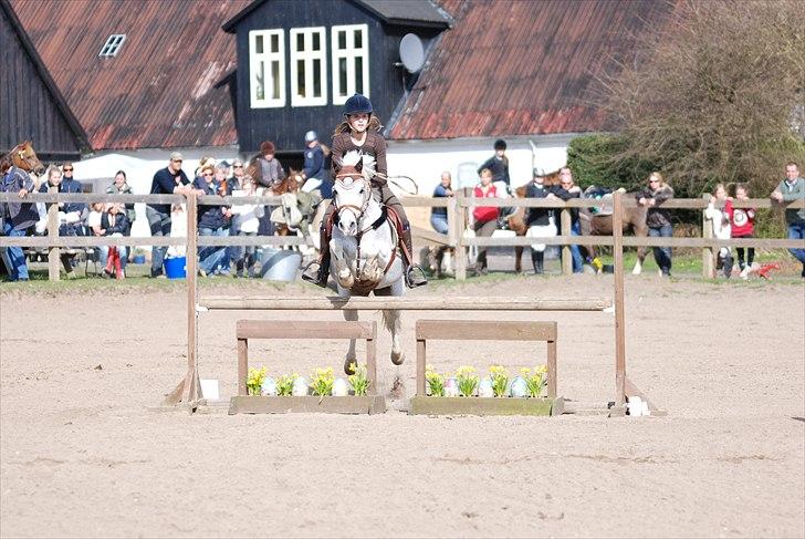 Welsh Partbred (Sec F) Emdegårdens Herculessolgt billede 20
