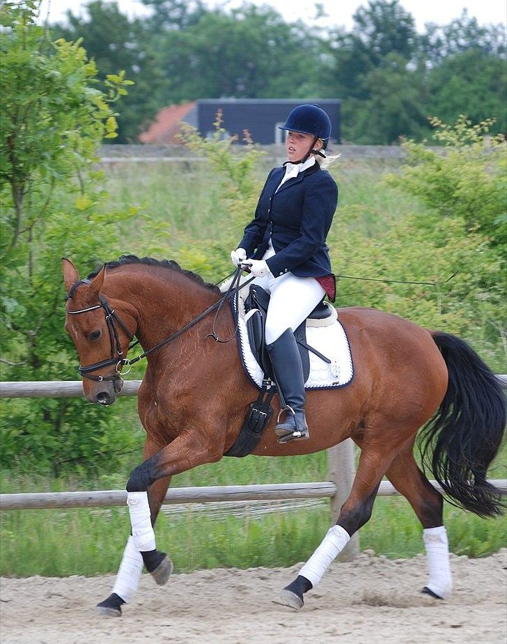 Dansk Varmblod Holstegårds Picachia  - LC2 til 67,83%, første ude stævne! (2. Plads) billede 4