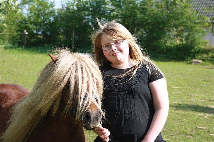 Shetlænder Vestbjergs Top - Nyt. Taget den 20 maj 2011 billede 12