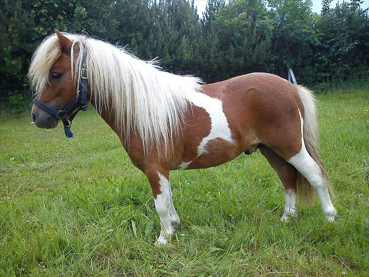 Miniature Ryttergaarden's Bertram - Så flot han kan stå (; billede 2