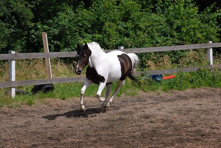 Tysk Sportspony Kiowa 006  *R.I.P* - vi hentede dig i Tyskland, her var du lige kommet hjem.. vi fik mange dejlige tider sammen.. se følgende billeder <3 billede 1