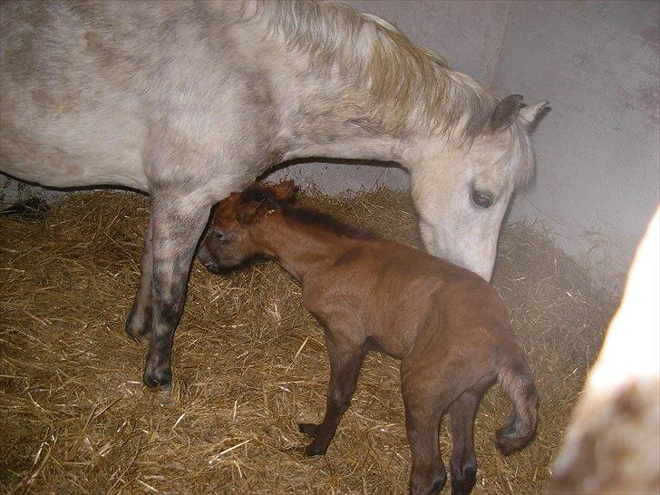 Anden særlig race Spring Star billede 2