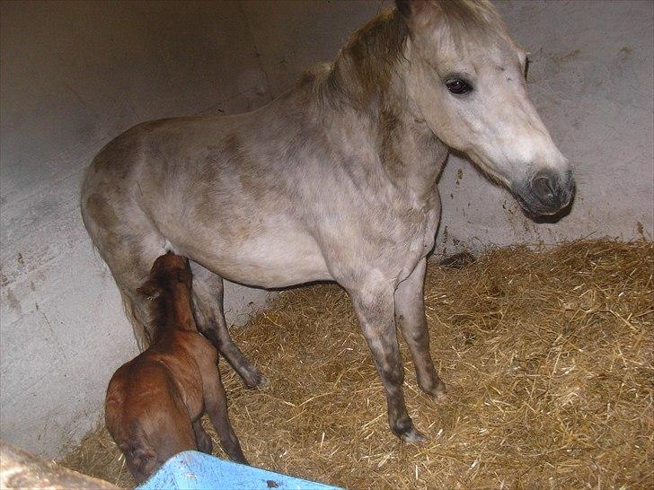 Anden særlig race Spring Star billede 3