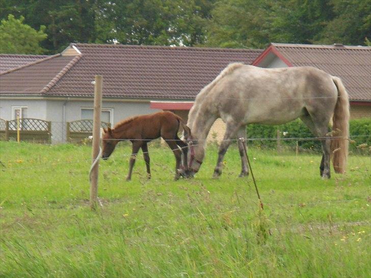 Anden særlig race Spring Star billede 4