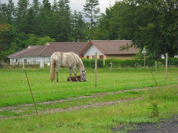 Anden særlig race Spring Star billede 5
