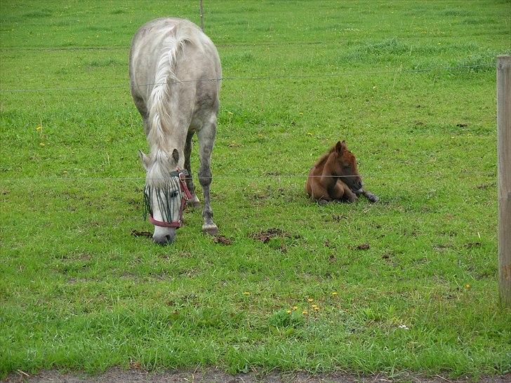 Anden særlig race Spring Star billede 6