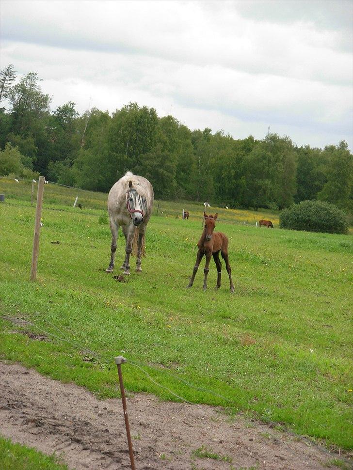 Anden særlig race Spring Star billede 7