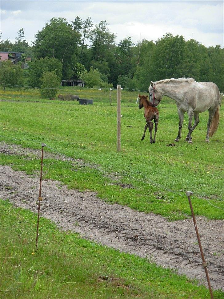 Anden særlig race Spring Star billede 8