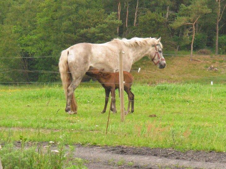 Anden særlig race Spring Star billede 9