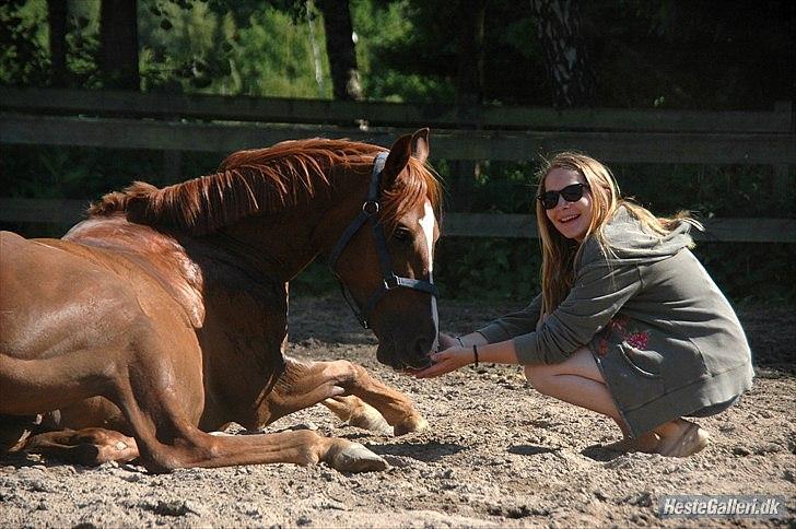 Arabisk fuldblod (OX) Ponylands Another Hero - (8) Fotryd aldrig noget der fik dig til at smile / Min basse er igang med at lære at ligge på komando, her vises et forsøg som lykkes (Foto: Freia Jensen) billede 5