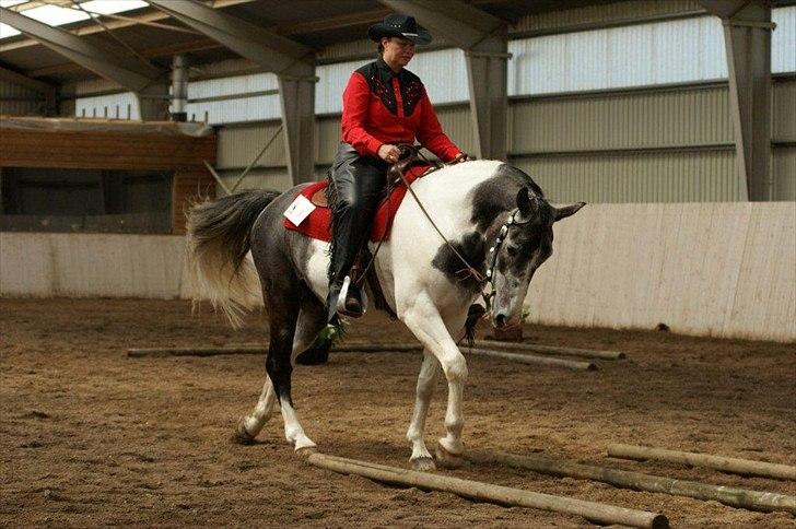 Anden særlig race Skullerup´s Jackpot billede 8