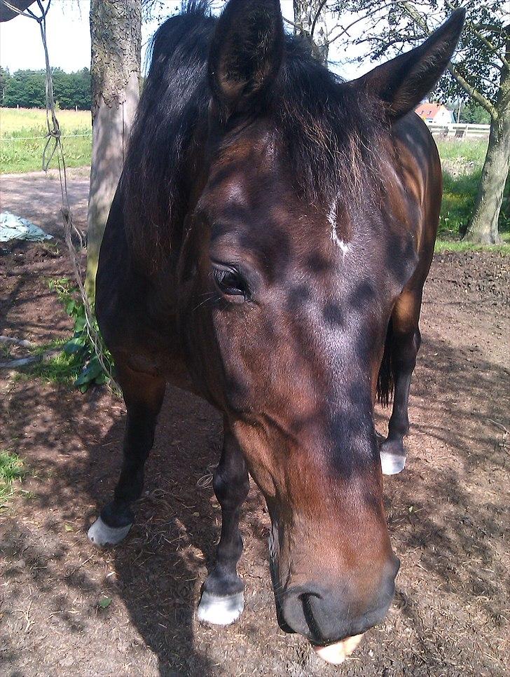 Anden særlig race Augusta - Hej, velkommen til Augustas profil :D
Foto: mig  billede 1