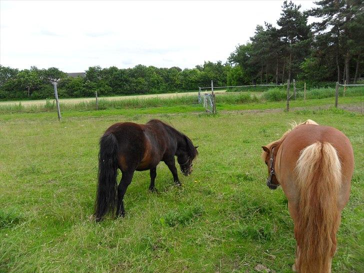 Shetlænder Tusindfryds lindsie billede 19