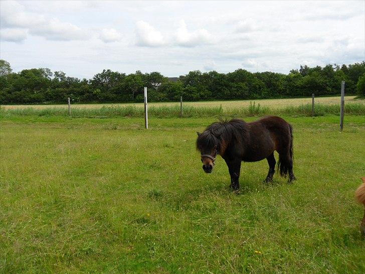 Shetlænder Tusindfryds lindsie billede 20