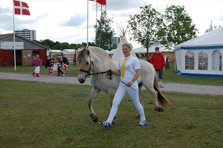 Fjordhest Harnbjergårds Andante - Harnbjerggårds Andante, Det Fynske Dyrskue 2011 billede 5
