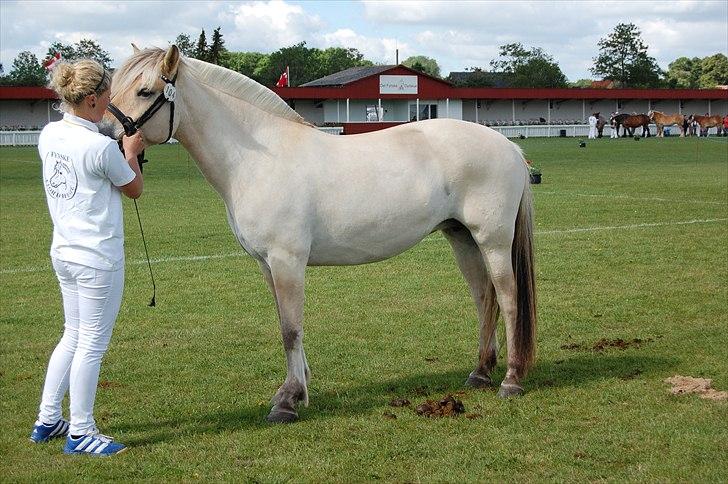 Fjordhest Harnbjergårds Andante - Harnbjerggårds Andante, Det Fynske Dyrskue 2011 billede 6