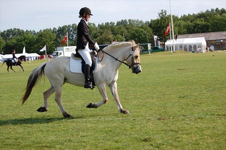 Fjordhest Harnbjergårds Andante - Andante, Det Fynske Dyrskue 2011, gangartsbedømmelse billede 7
