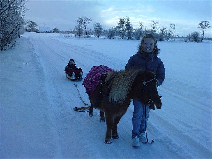 Shetlænder Lynet McQueen billede 18