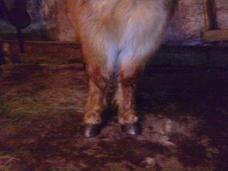 Shetlænder Lynet McQueen billede 19