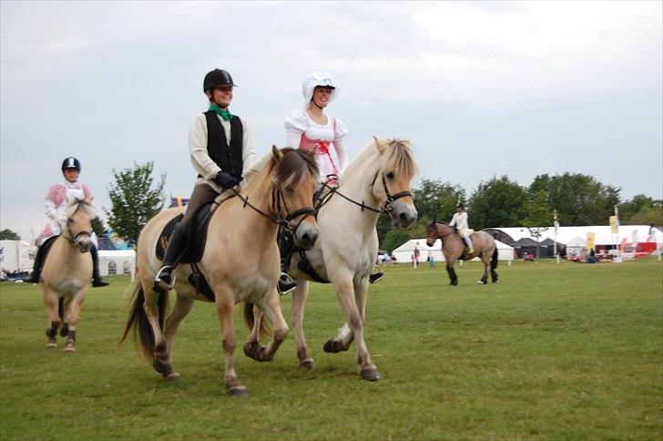 Fjordhest Harnbjergårds Andante - Andante (lys) og Fnug.. Galla på Det fynske Dyrskue 2011 billede 8