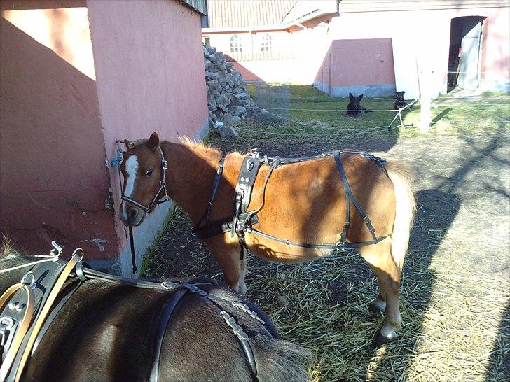 Shetlænder Lynet McQueen billede 20