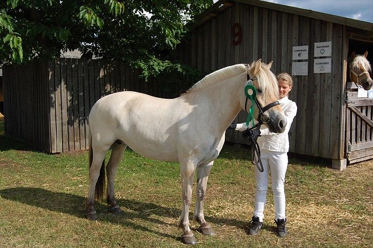 Fjordhest Harnbjergårds Andante - Andante, Det Fynske Dyrskue 2011, 22 point billede 9