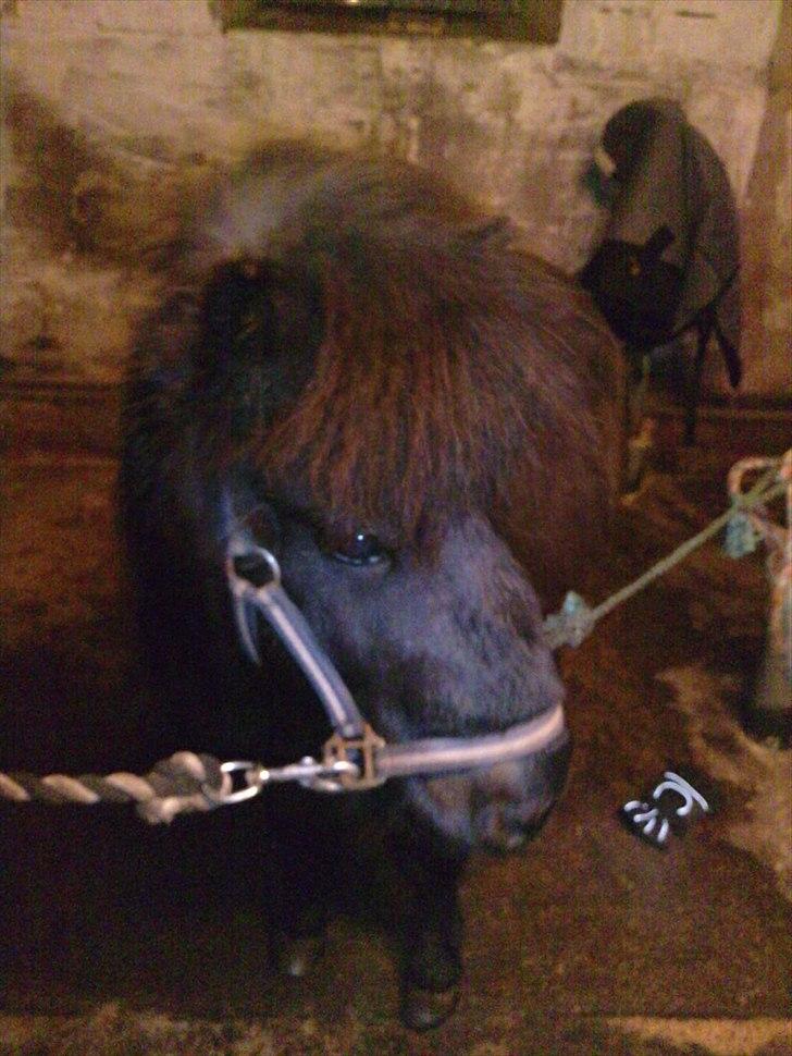 Shetlænder Bumle (fra "Cars") billede 19