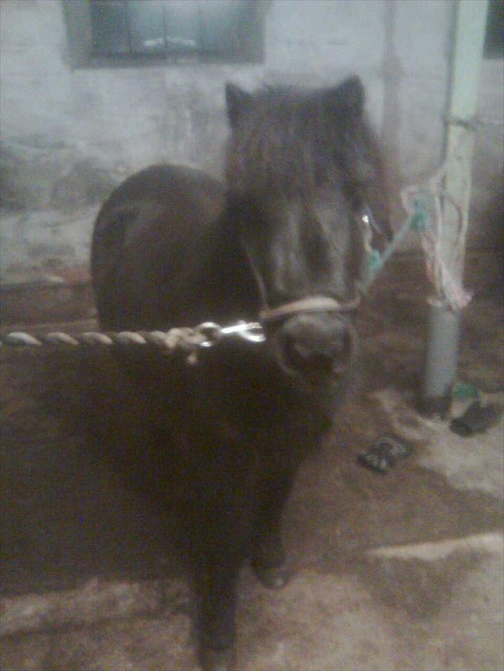 Shetlænder Bumle (fra "Cars") billede 20