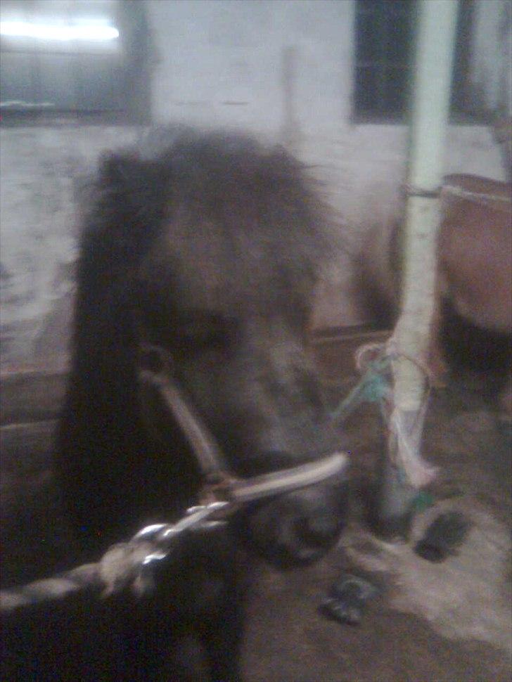 Shetlænder Bumle (fra "Cars") billede 21