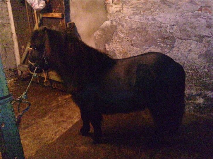 Shetlænder Bumle (fra "Cars") billede 22