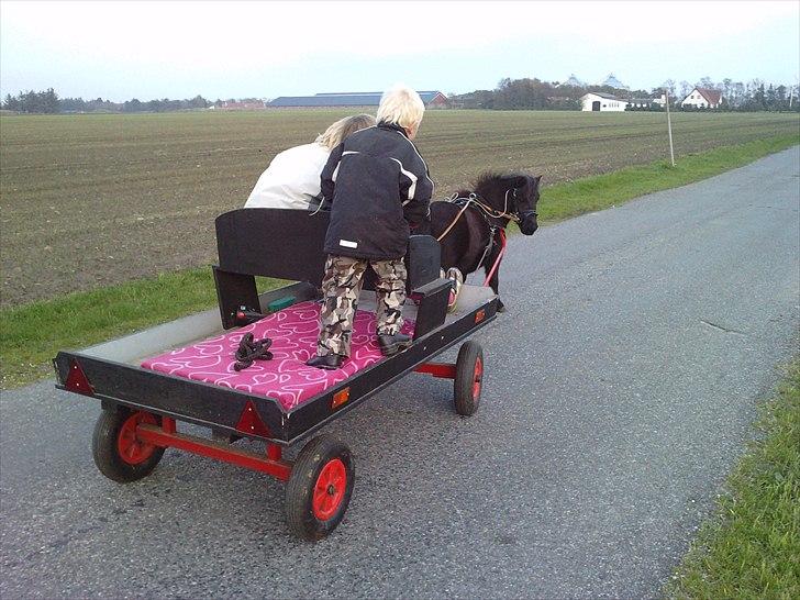 Shetlænder Bumle (fra "Cars") billede 23