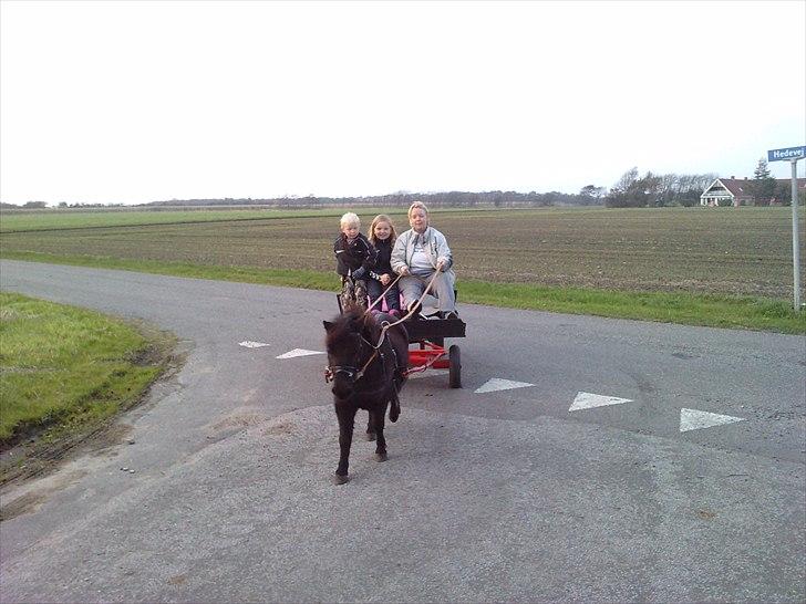 Shetlænder Bumle (fra "Cars") billede 24