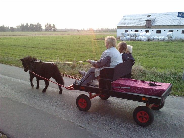 Shetlænder Bumle (fra "Cars") billede 25