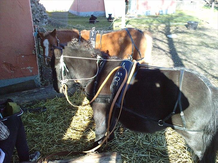 Shetlænder Bumle (fra "Cars") billede 26